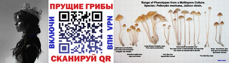 Галлюциногенные грибы мицелий  цены наркотик  Топки 